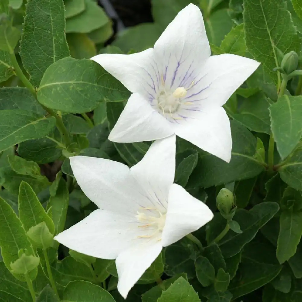 PLATYCODON grandiflorus 'Fairy Snow'