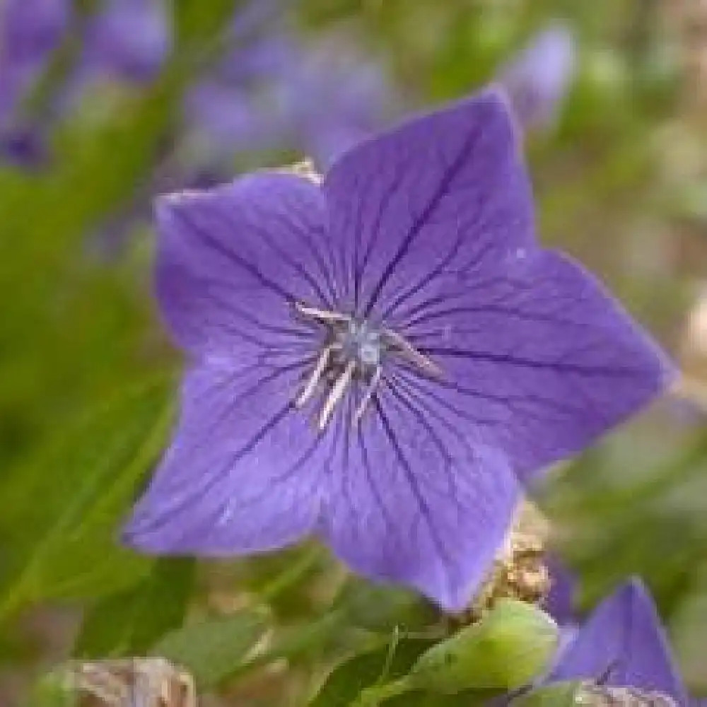 PLATYCODON grandiflorus 'Mariesii'