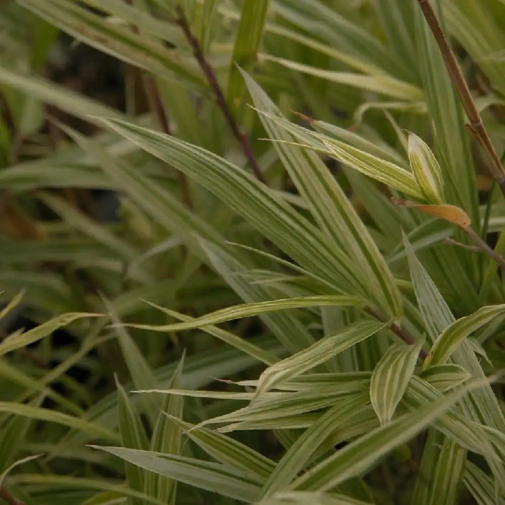 PLEIOBLASTUS simonii 'Variegatus'