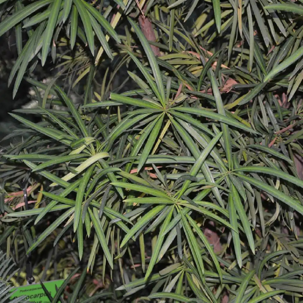 PODOCARPUS macrophyllus