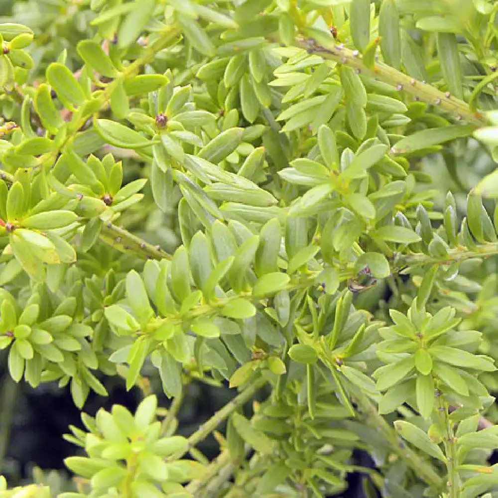 PODOCARPUS microphyllus