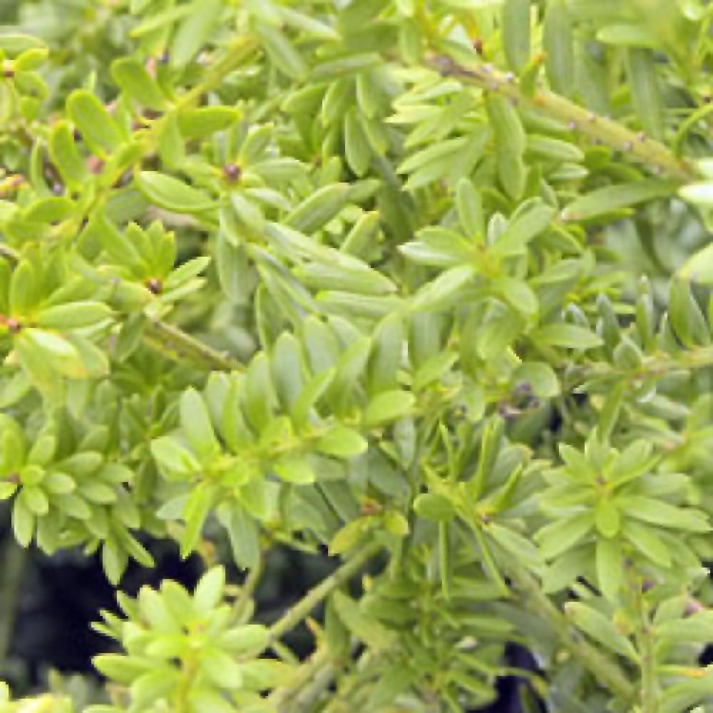 PODOCARPUS microphyllus.' image 2