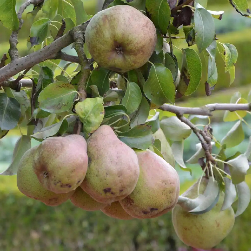 Entre Pierre et Terre Poire, Fiche produit