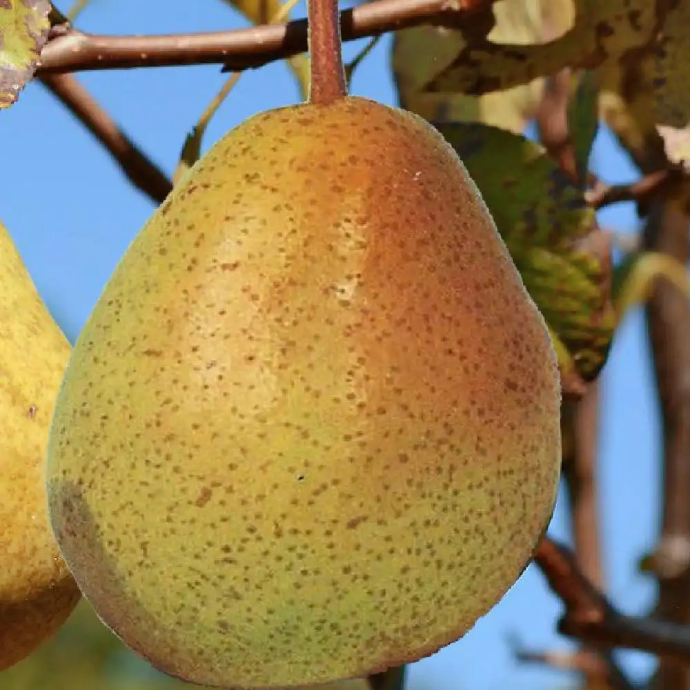 Entre Pierre et Terre Poire, Fiche produit