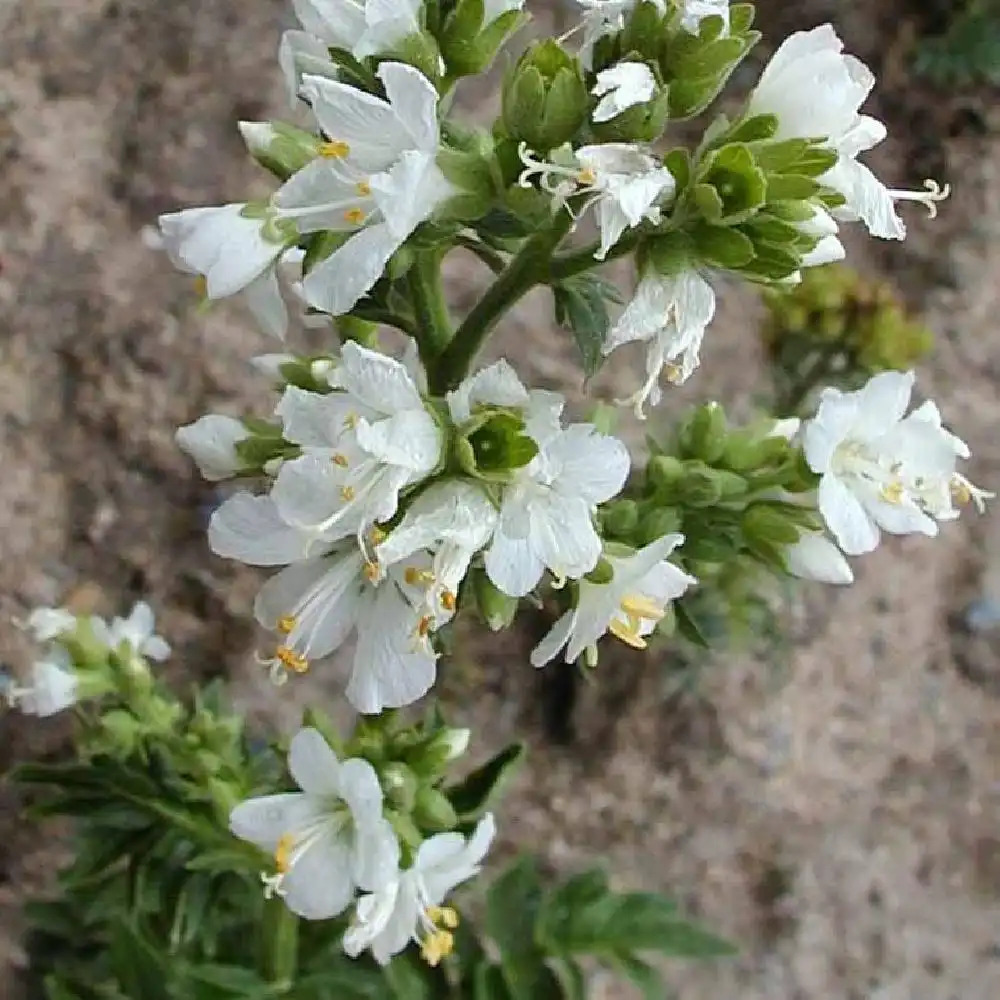 POLEMONIUM caeruleum 'Album'