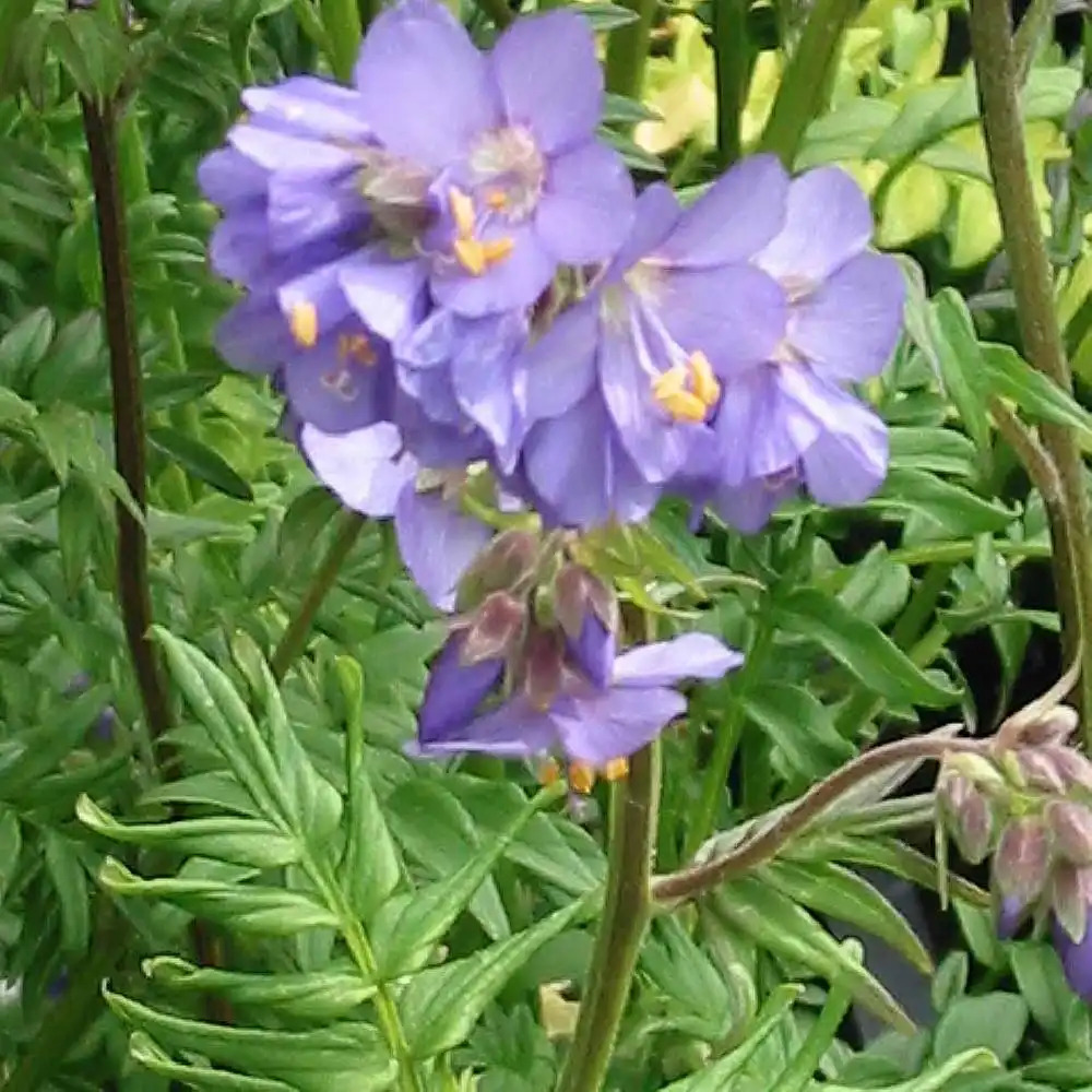 POLEMONIUM caeruleum