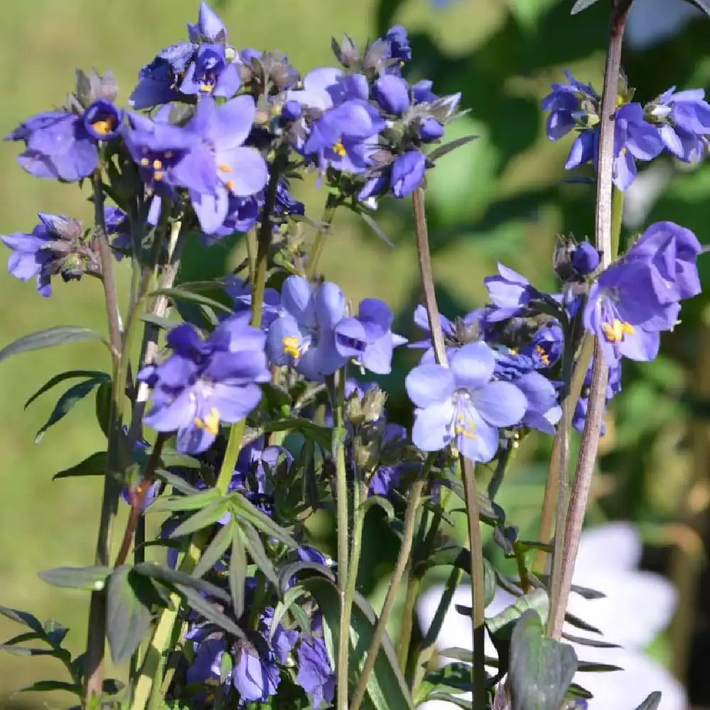 POLEMONIUM yezoense 'Purple Rain Strain'