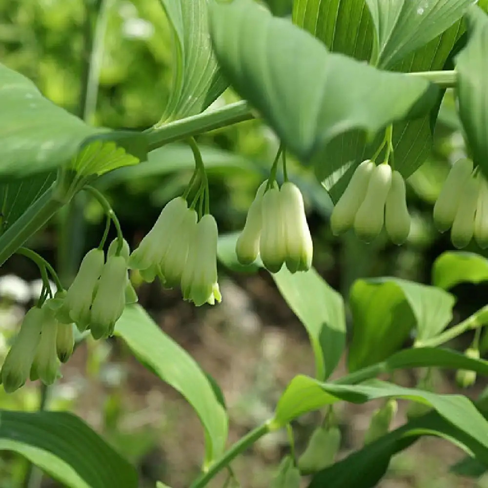 POLYGONATUM hybridum 'Weihenstephan'