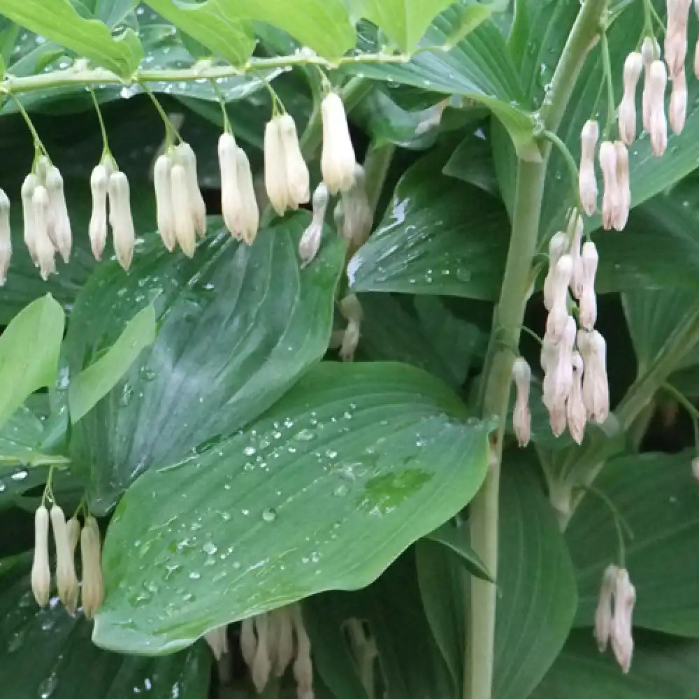 POLYGONATUM latifolium