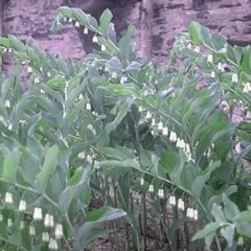 POLYGONATUM multiflorum