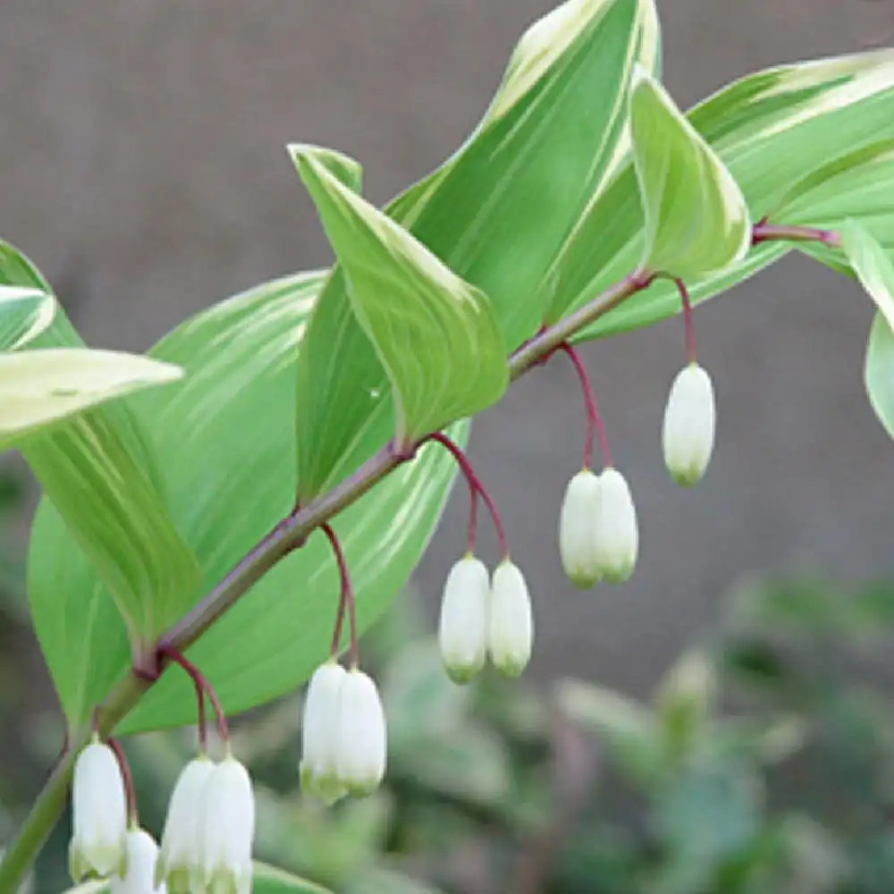 POLYGONATUM odoratum var. pluriflorum 'Variegatum'