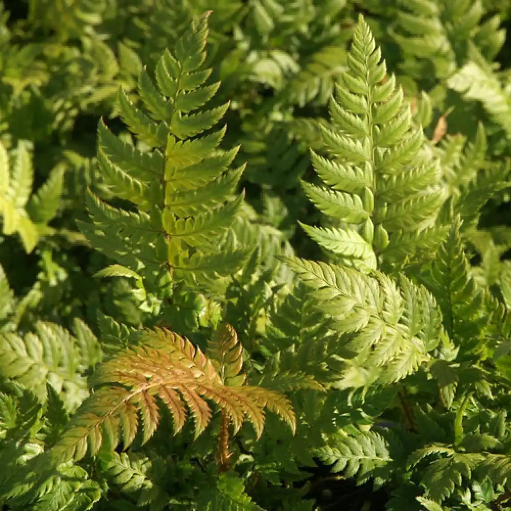 POLYSTICHUM rigens.' image 2