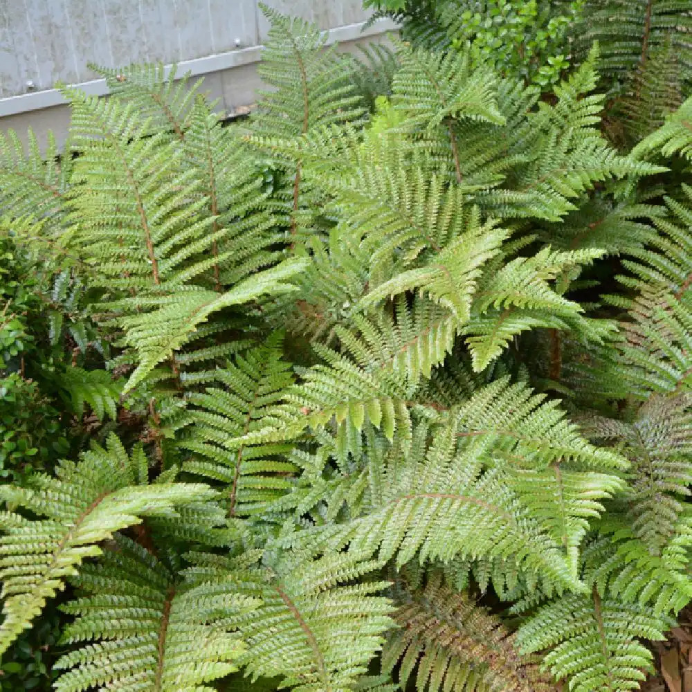 POLYSTICHUM setiferum 'Plumosum Densum'