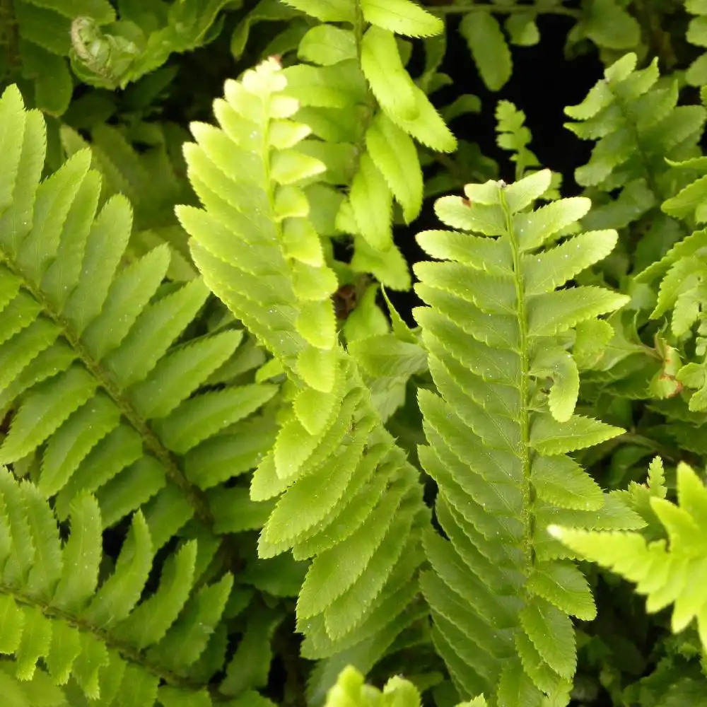 POLYSTICHUM munitum