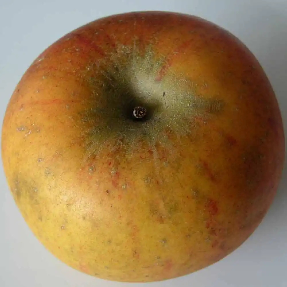 Pommier 'Cox Orange Pippin'