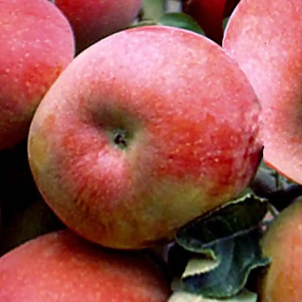 MALUS domestica 'Fuji'