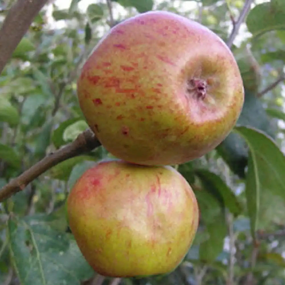 Pommier 'Galeuse'