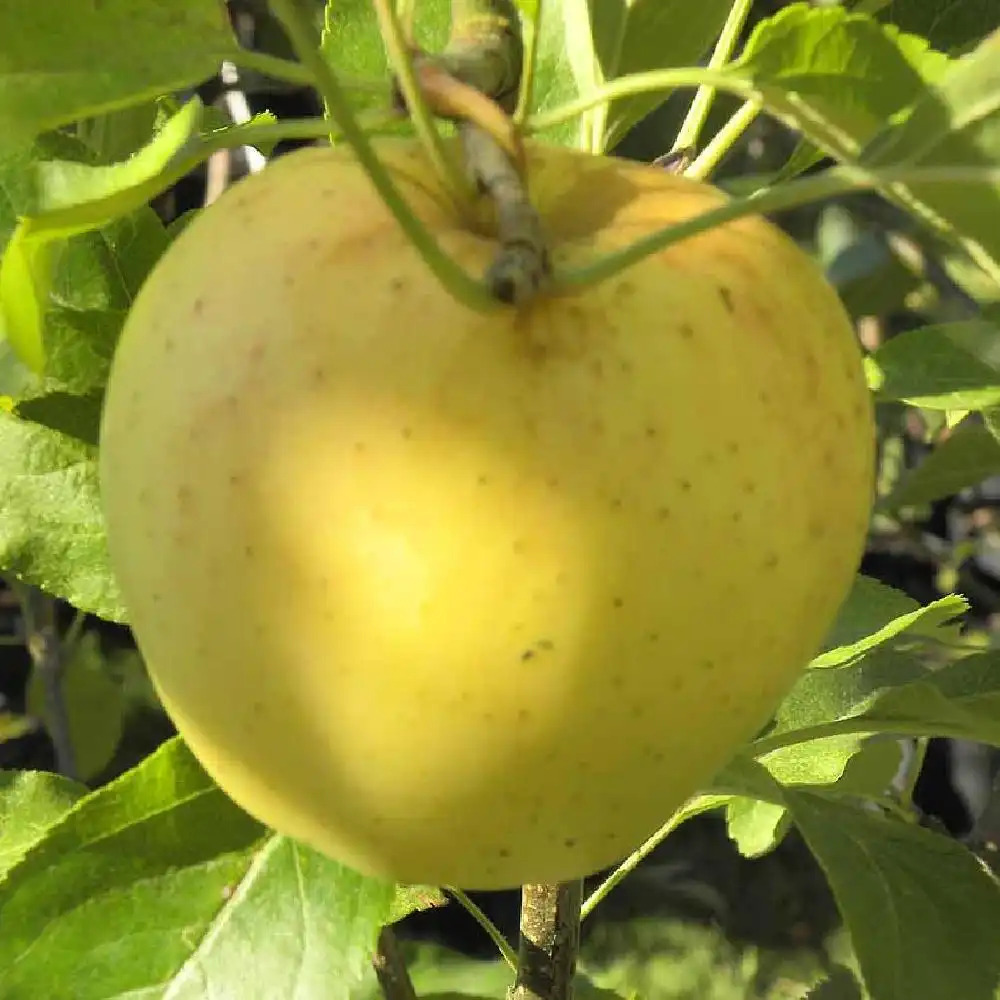 Pommier 'Golden Delicious'