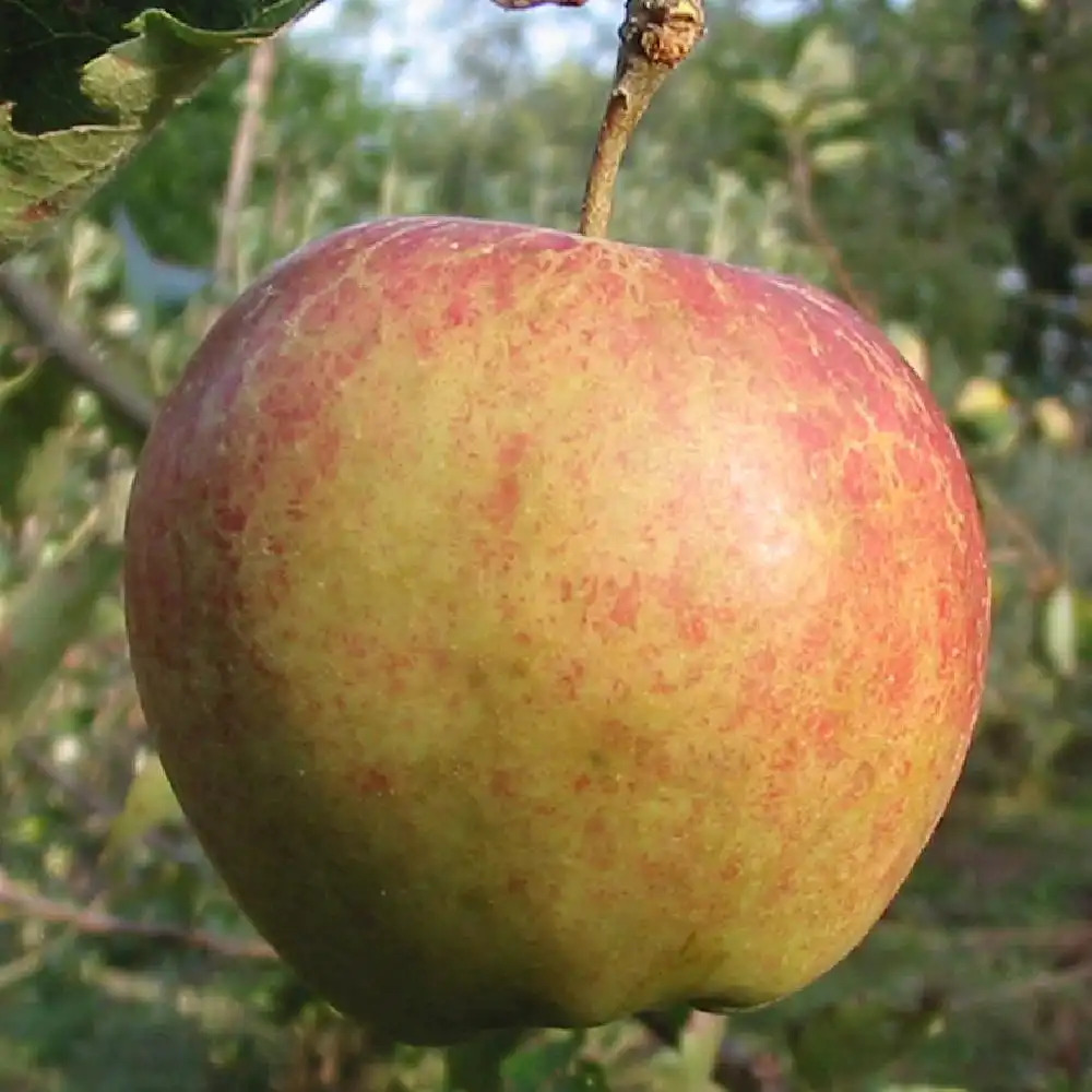 Pommier 'Jonagold'