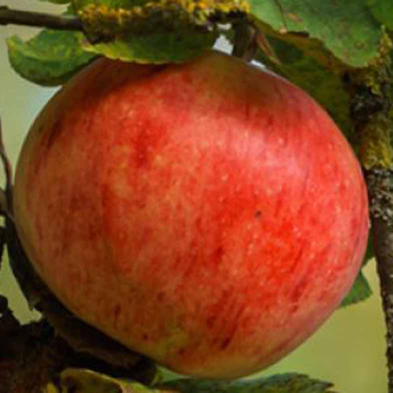 MALUS domestica 'Marie Menard'