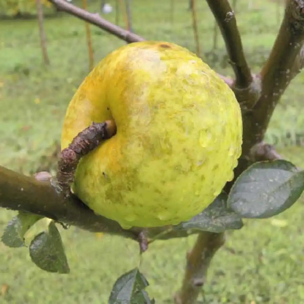 Pommier 'Reinette Blanche du Canada'