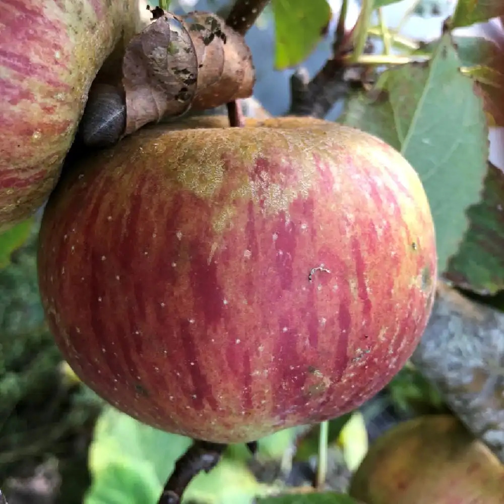 Pommier 'Reinette Clochard' - Pommier de table - MALUS domestica -  pépinières Lepage Bretagne Bord de mer