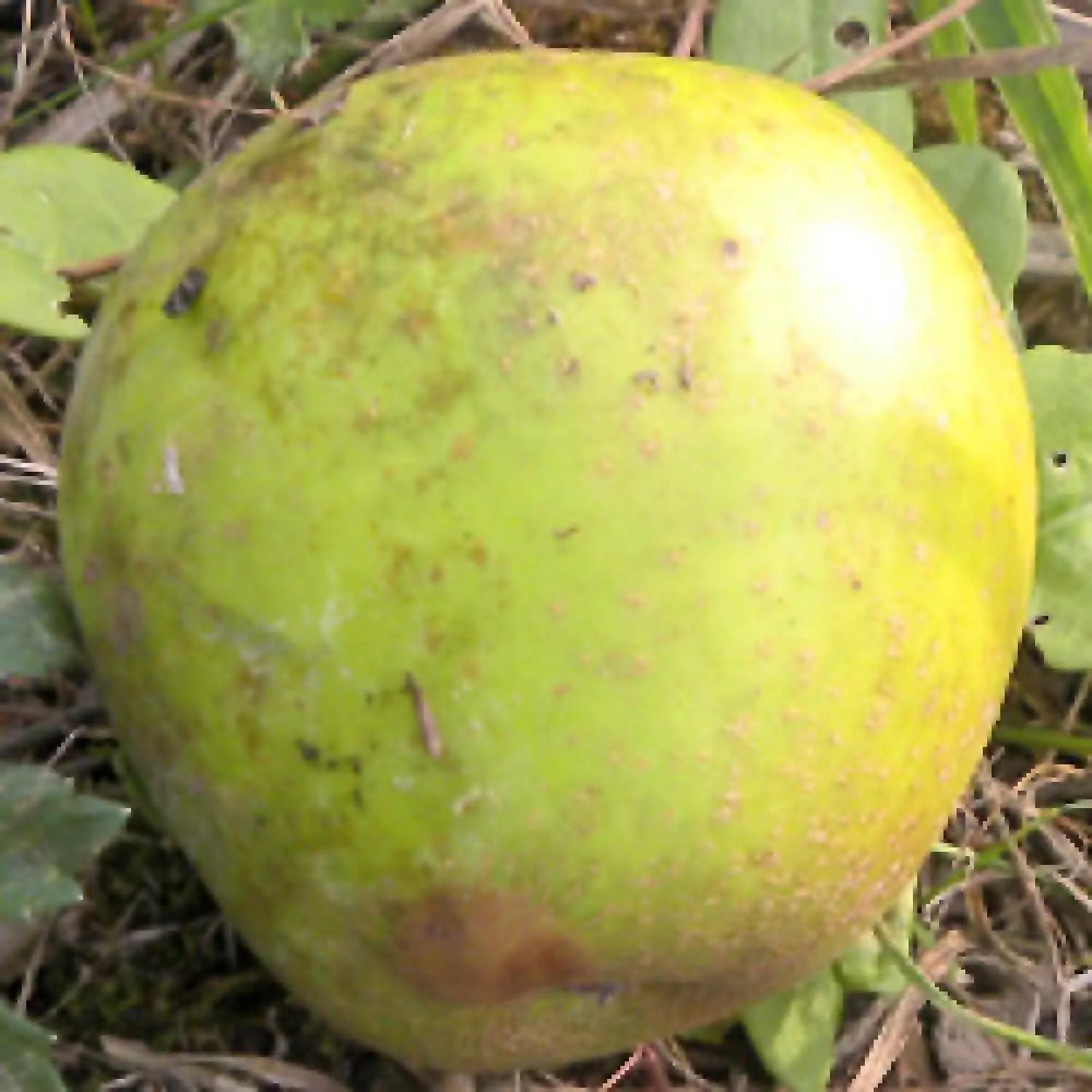 Pommier 'Reinette Clochard' - Pommier de table - MALUS domestica -  pépinières Lepage Bretagne Bord de mer