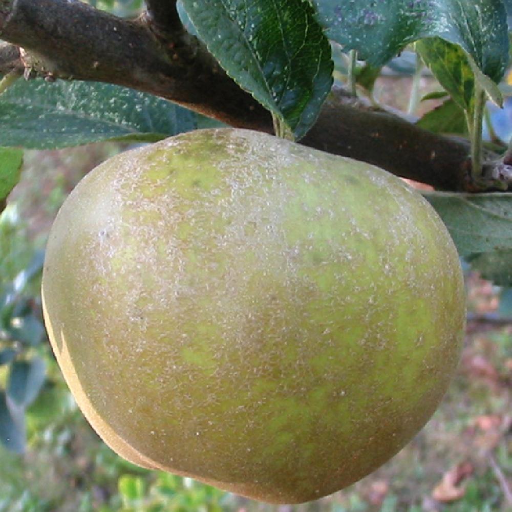 Pommier 'Reinette Grise du Canada'