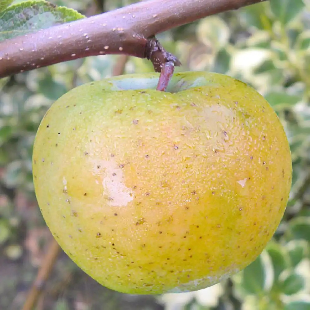 Pommier 'Reinette du Mans'