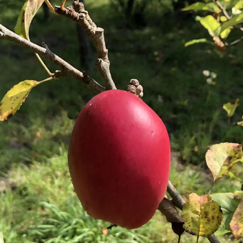 Couteau à légumes n°114 pomme