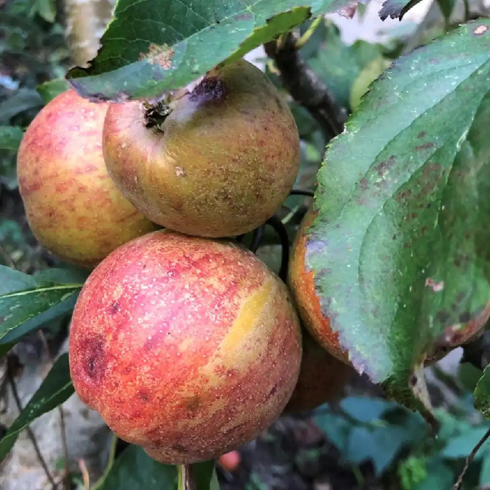 Pommier 'Rubinette'