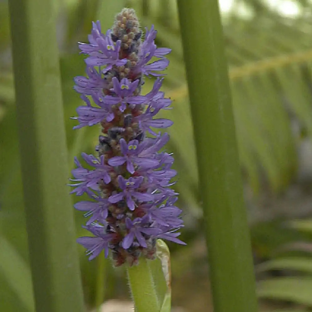 PONTEDERIA cordata