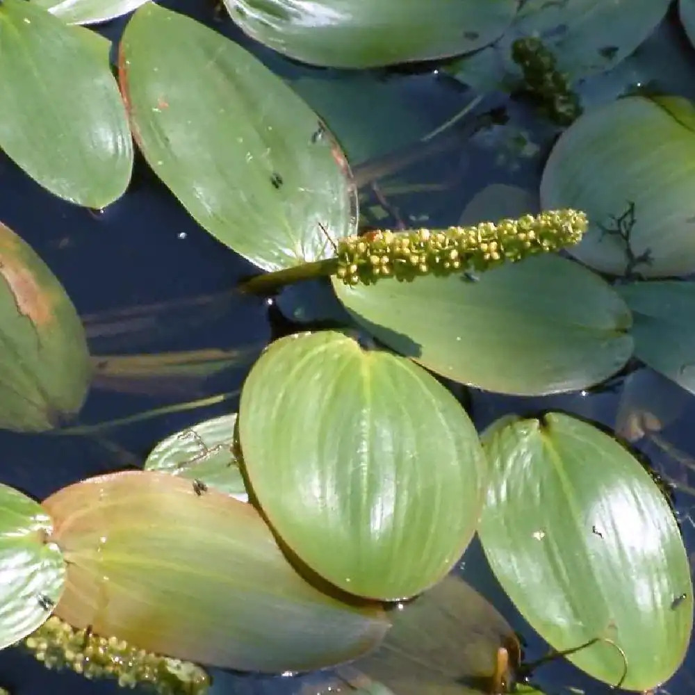 POTAMOGETON natans