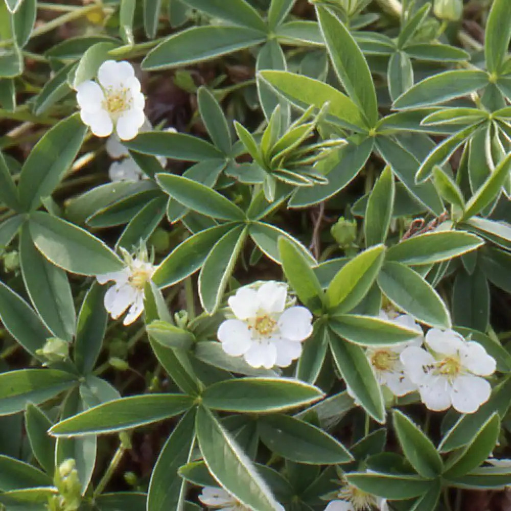 POTENTILLA alba