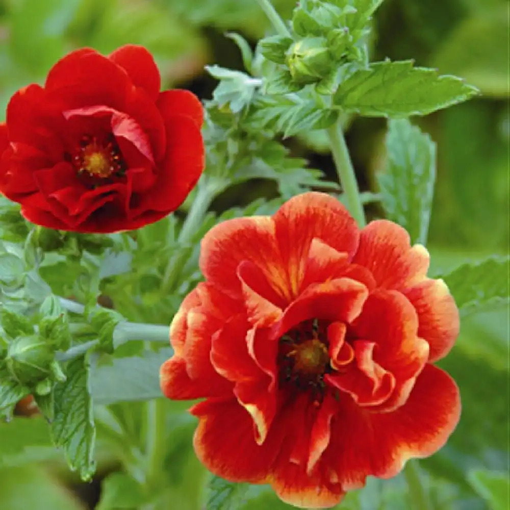 POTENTILLA 'Arc-en-Ciel'