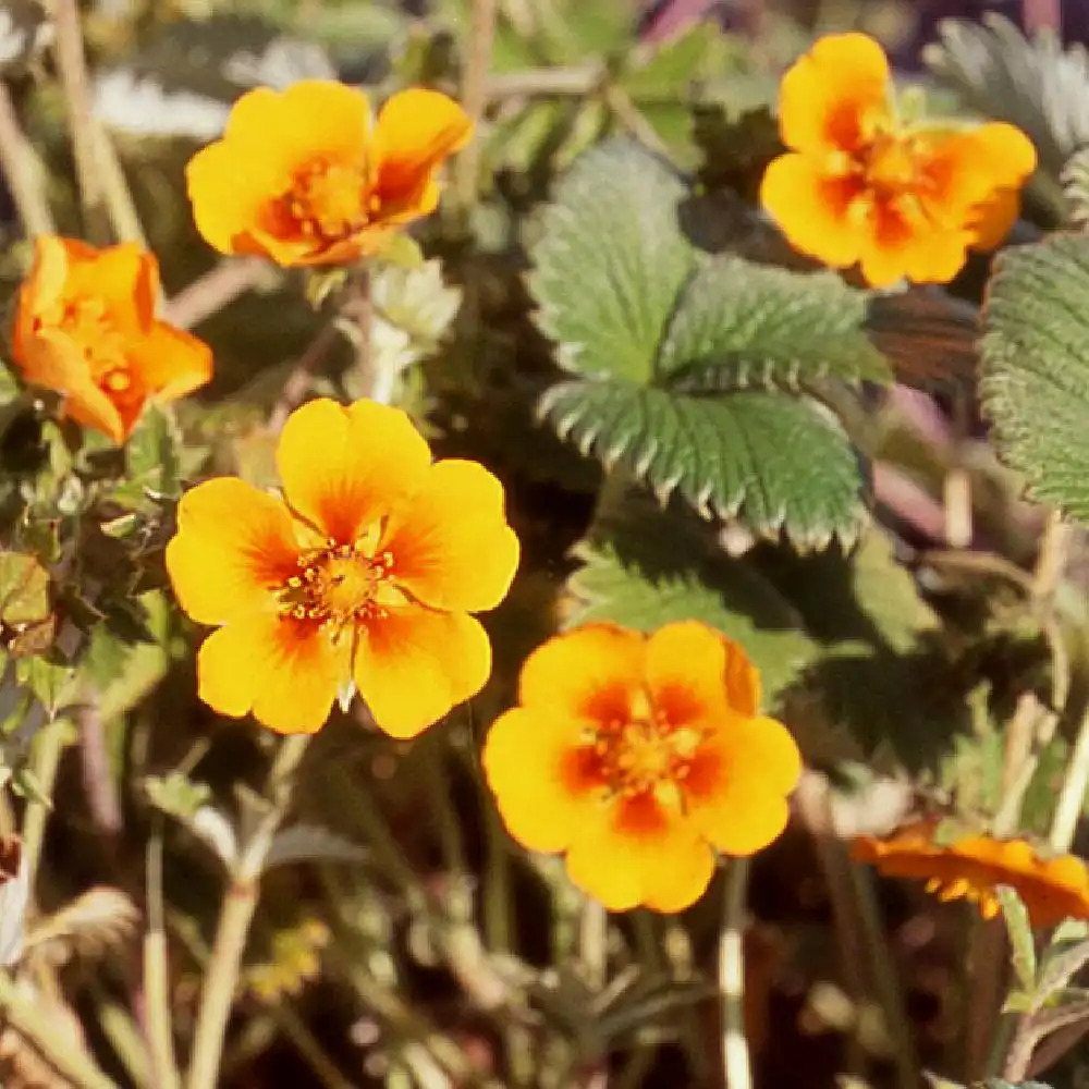 POTENTILLA argyrophylla