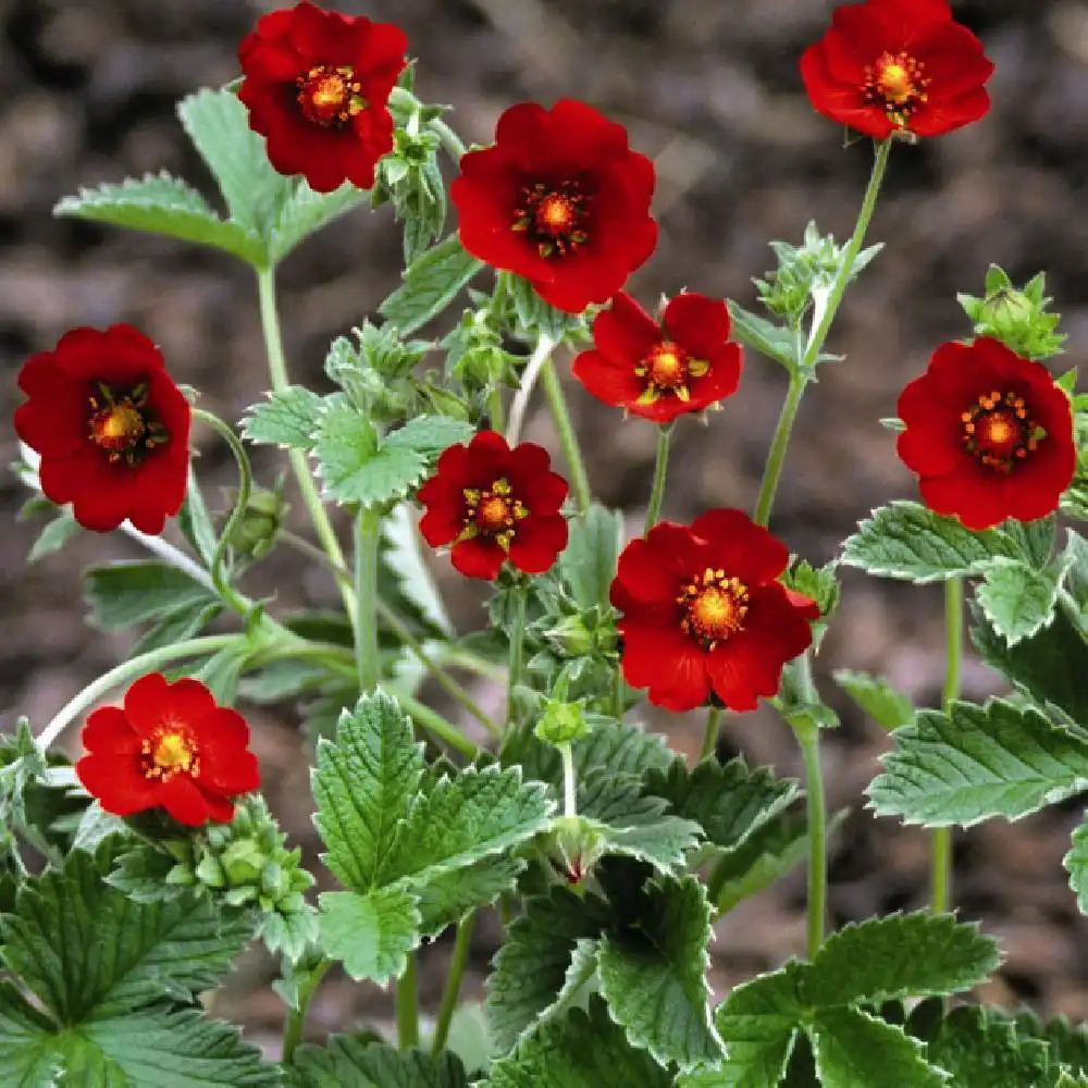 POTENTILLA atrosanguinea 'Scarlett Starlight'