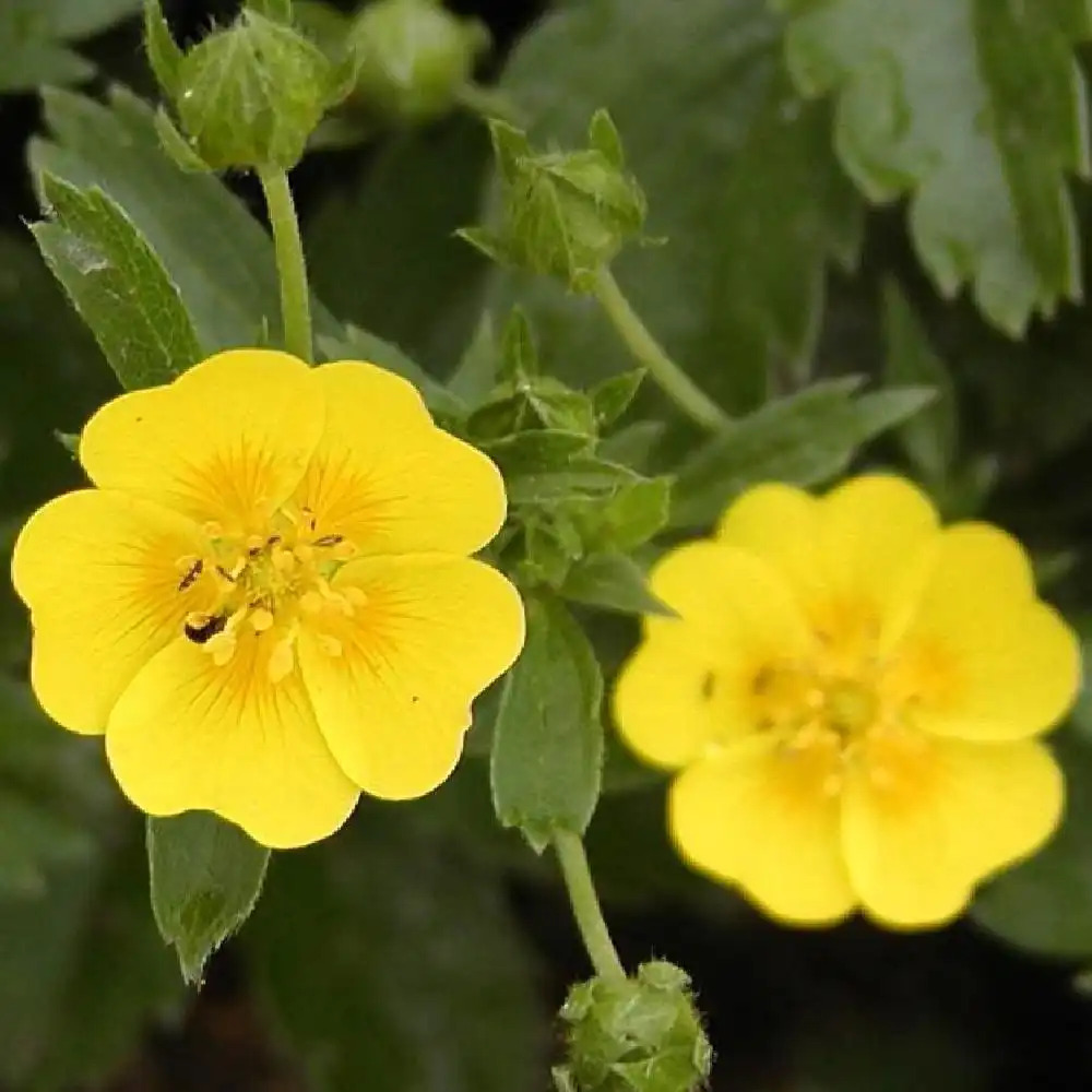 POTENTILLA aurea 'Goldklumpen'