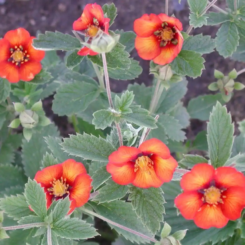 POTENTILLA 'Flamenco'