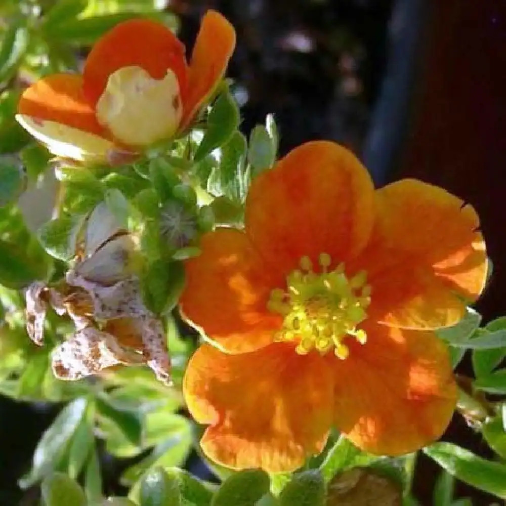 POTENTILLA fruticosa 'Hopley's Orange'