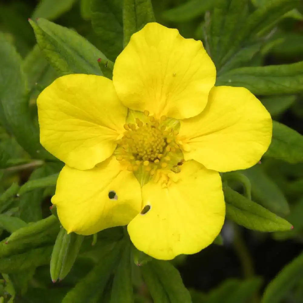 POTENTILLA fruticosa 'Jackman's Variety'