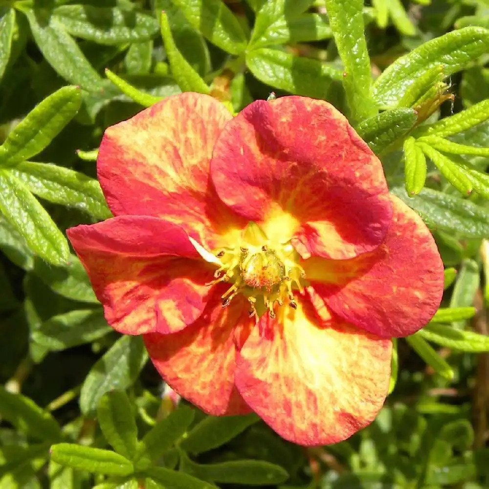 POTENTILLA fruticosa 'Marian Red Robin'