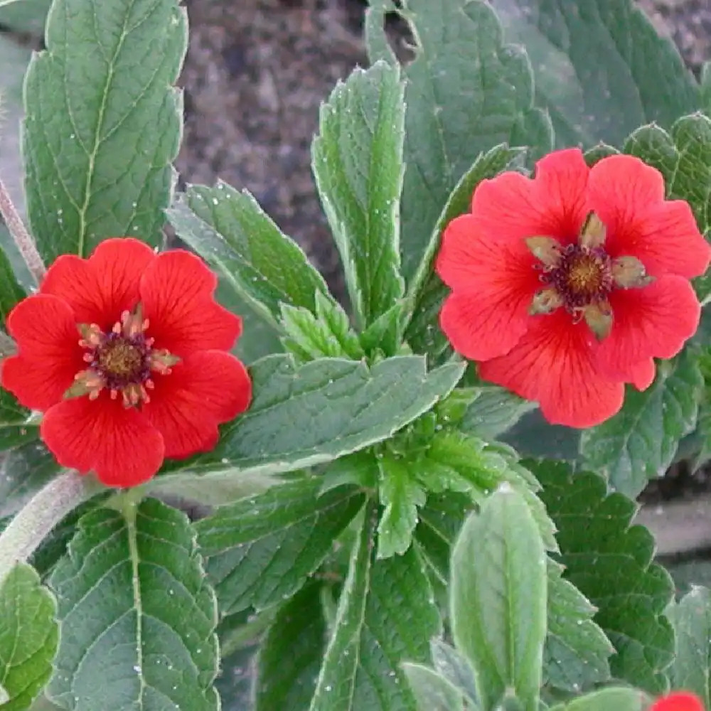 POTENTILLA 'Gibson's Scarlet'