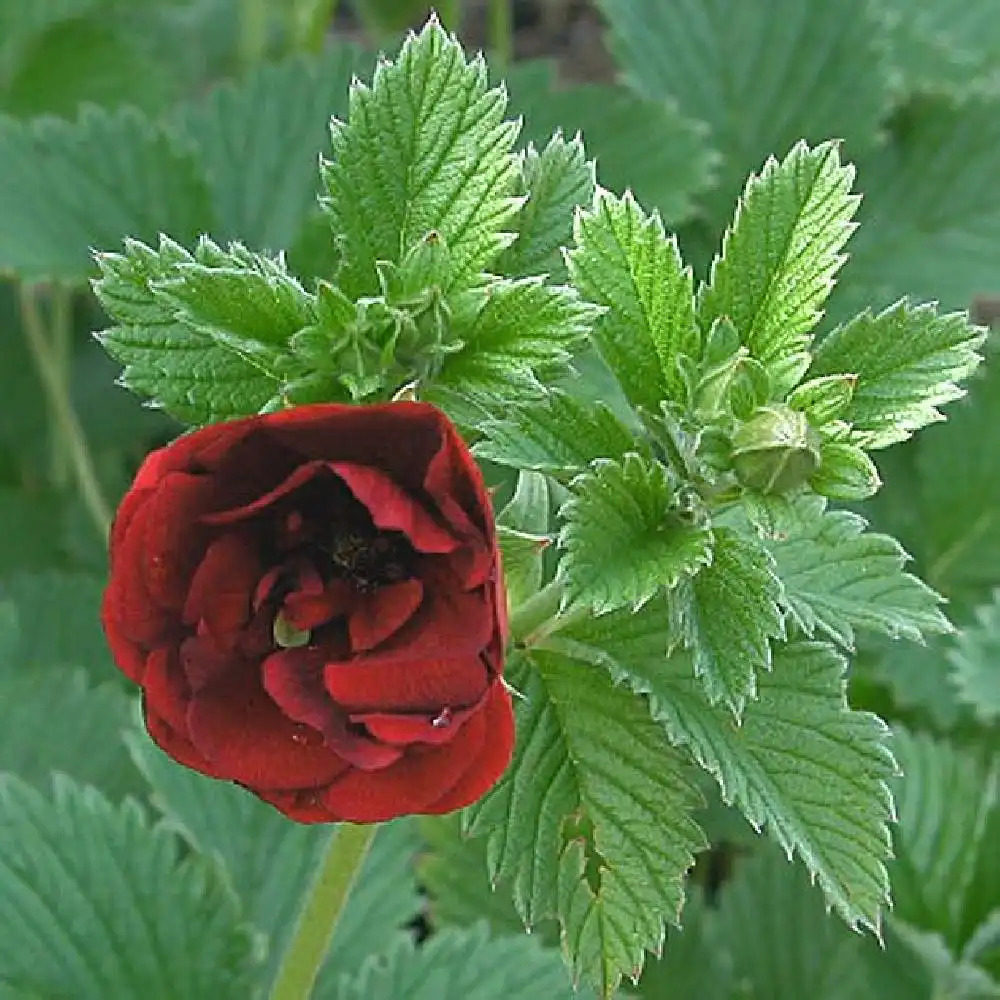 POTENTILLA 'Monsieur Rouillard'