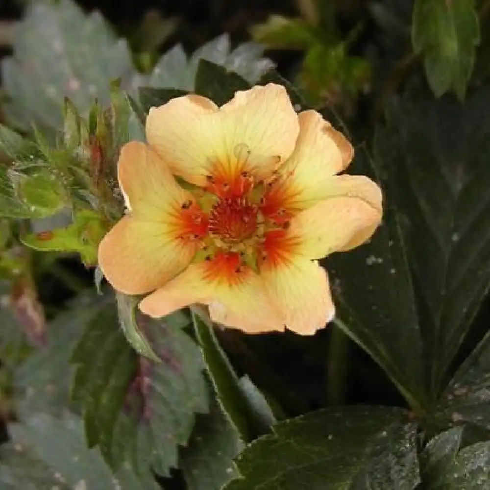 POTENTILLA tonguei