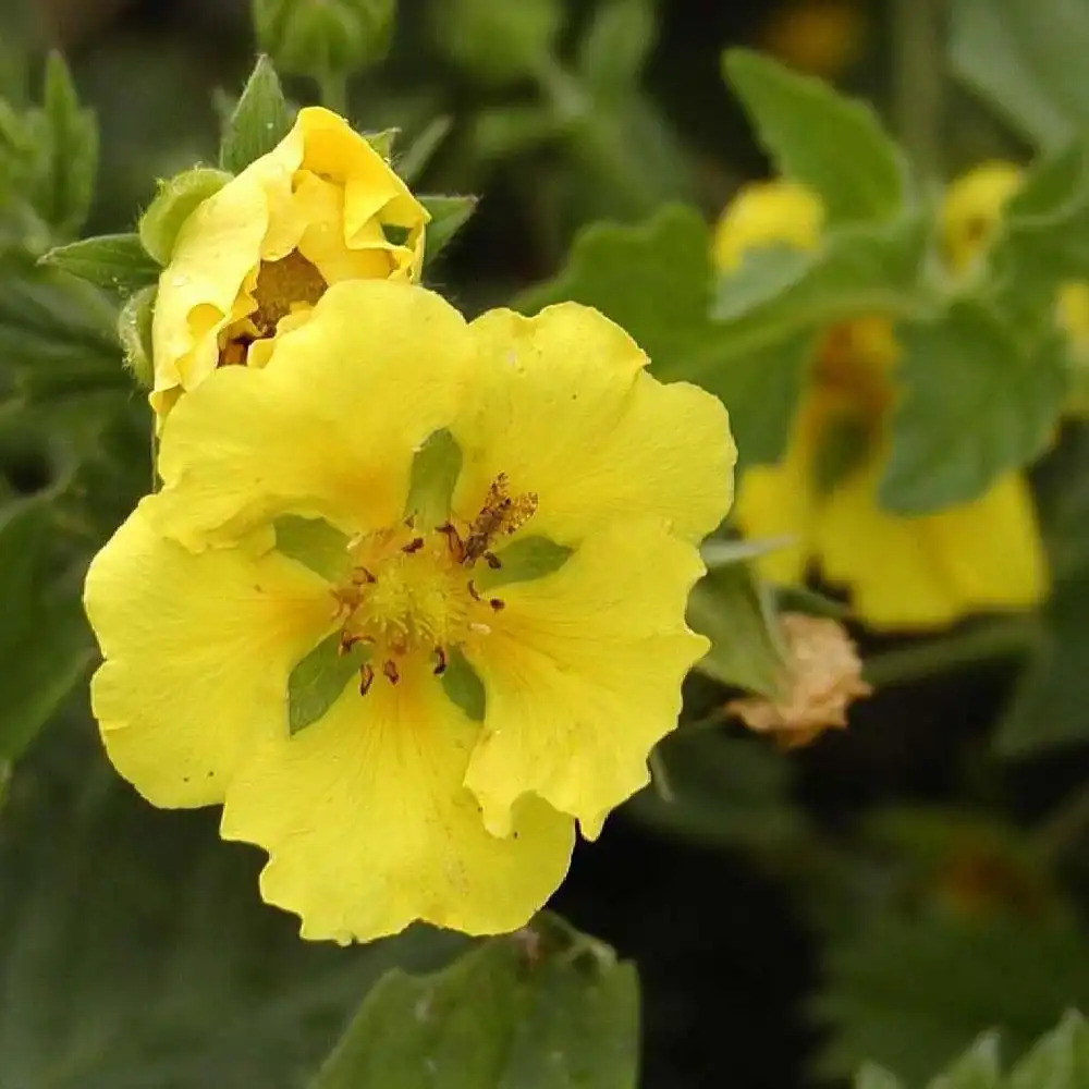 POTENTILLA 'Yellow Queen'