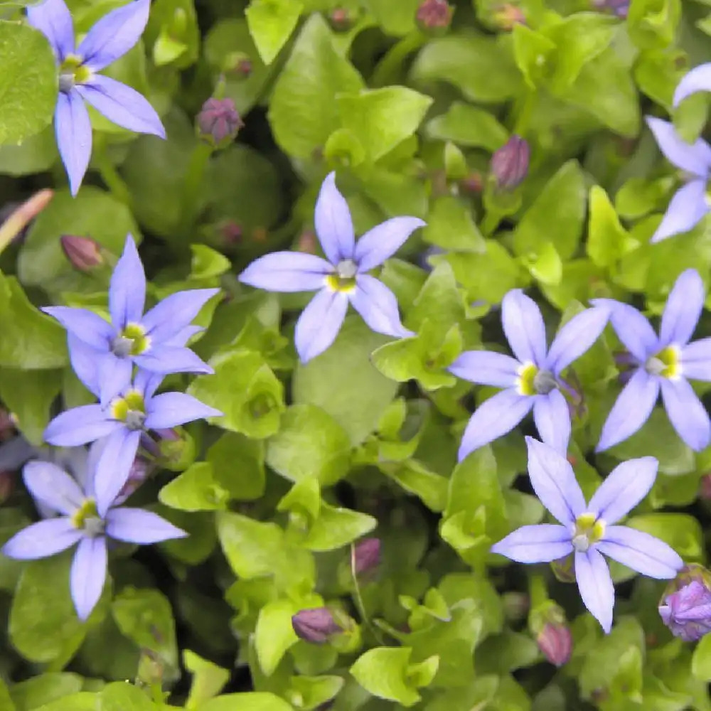 PRATIA pedunculata 'County Park'