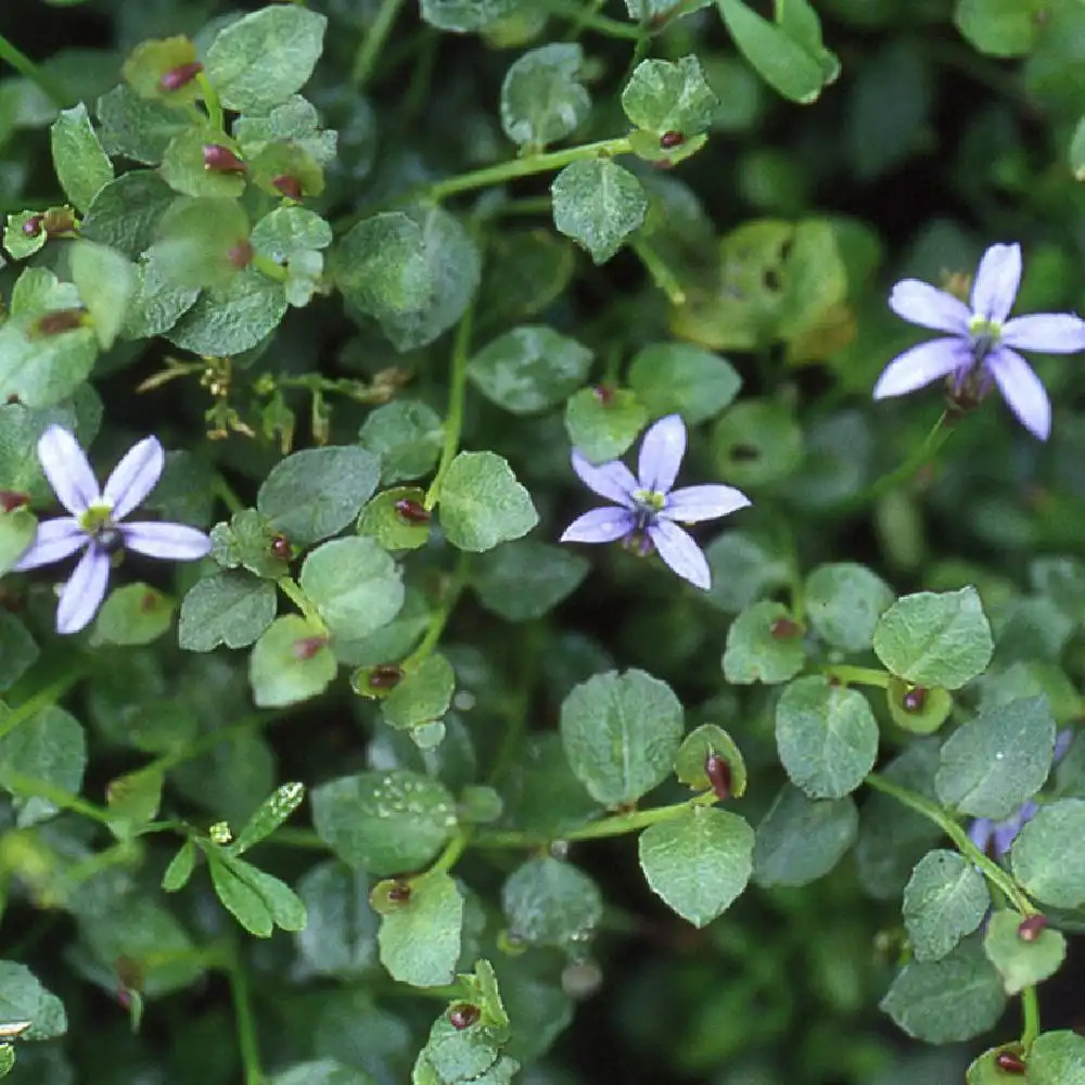 PRATIA pedunculata 'County Park'