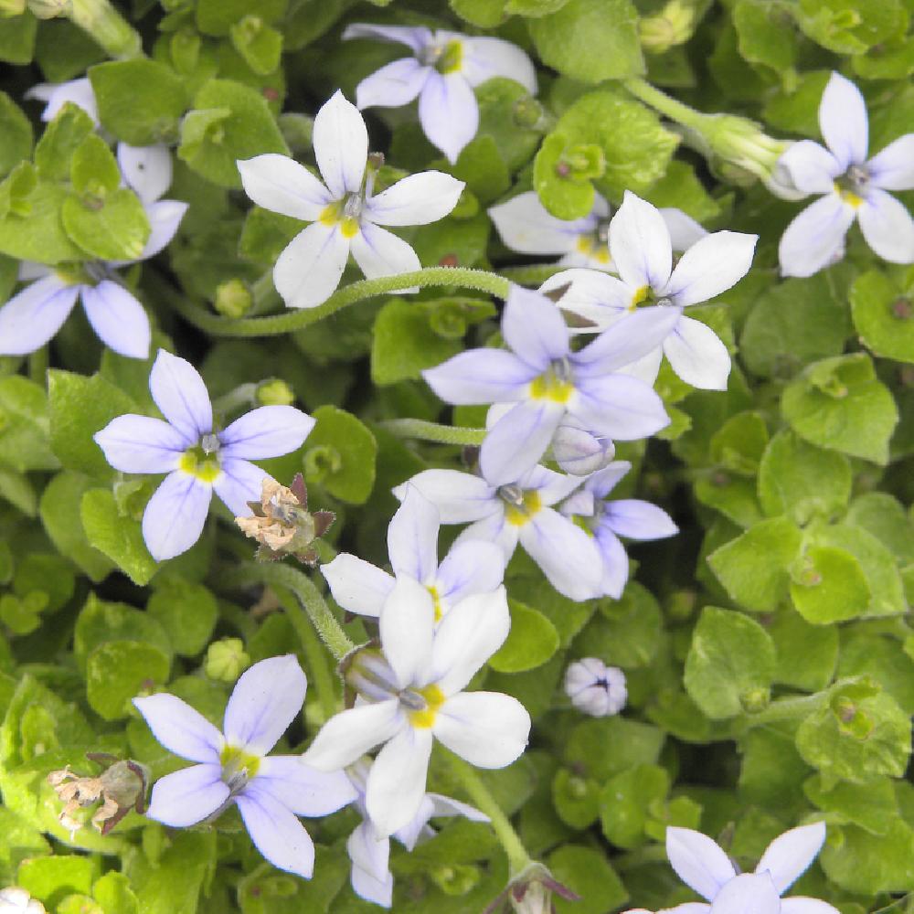 PRATIA pedunculata