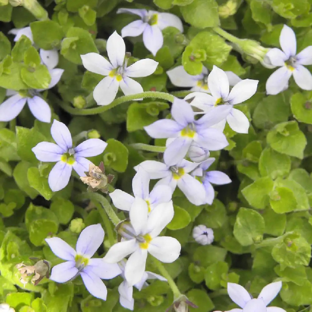 PRATIA pedunculata